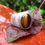 Thumbnail: Large Signet Ring | Tiger's Eye | Stone Finish | Size 11-11.25
