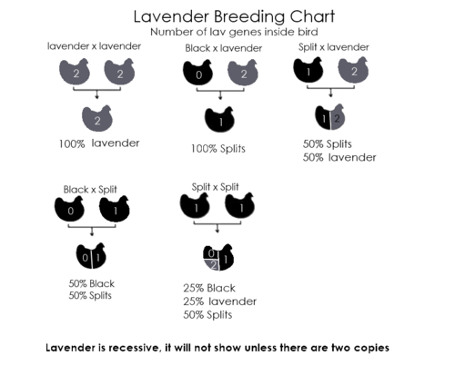 Lavender Breeding Chart