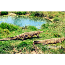 اغطس مع التماسيح :)