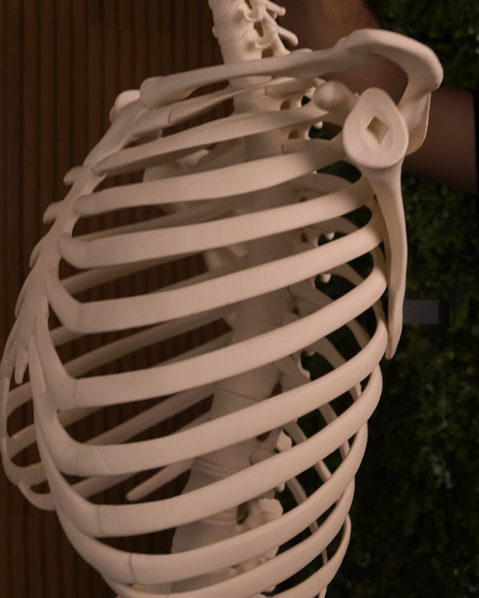 Thumbnail: Full Scale Human Skeleton