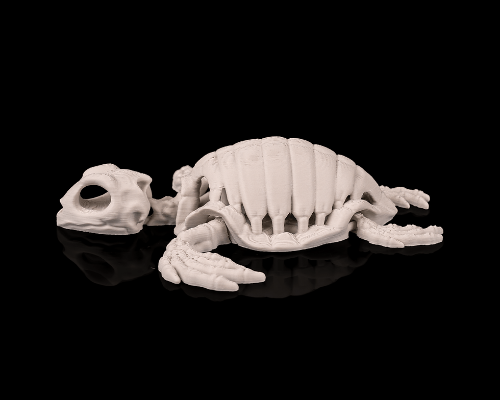 Thumbnail: Skeleton Turtle