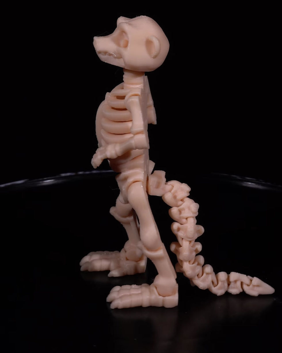 Thumbnail: Skeleton Meerkat