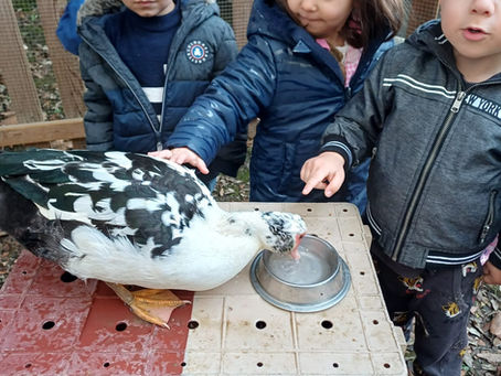 Une basse-cour à l'école pour l'Epiphanie
