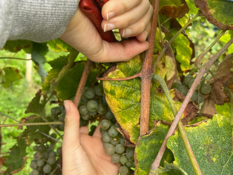 Les CE2-CM1-CM2 ont fait les vendanges