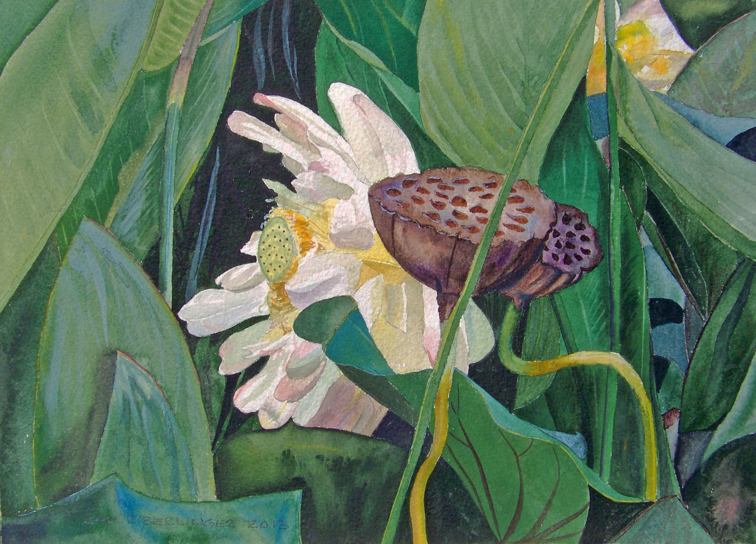 Lotus