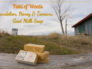 Field of Weeds ~ Dandelion & Honey Goat Milk Soap