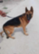 Baxter3