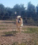 Samson