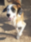 Samson