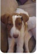 bella2