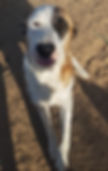 Samson