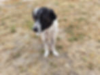 maximus2