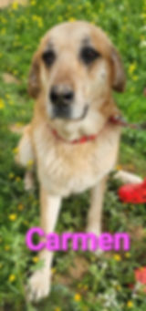 carmen6