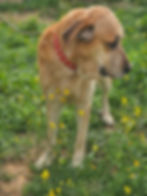 carmen8