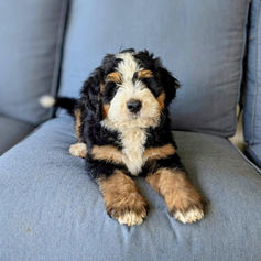 Ethical bernedoodle breeder in Arizona