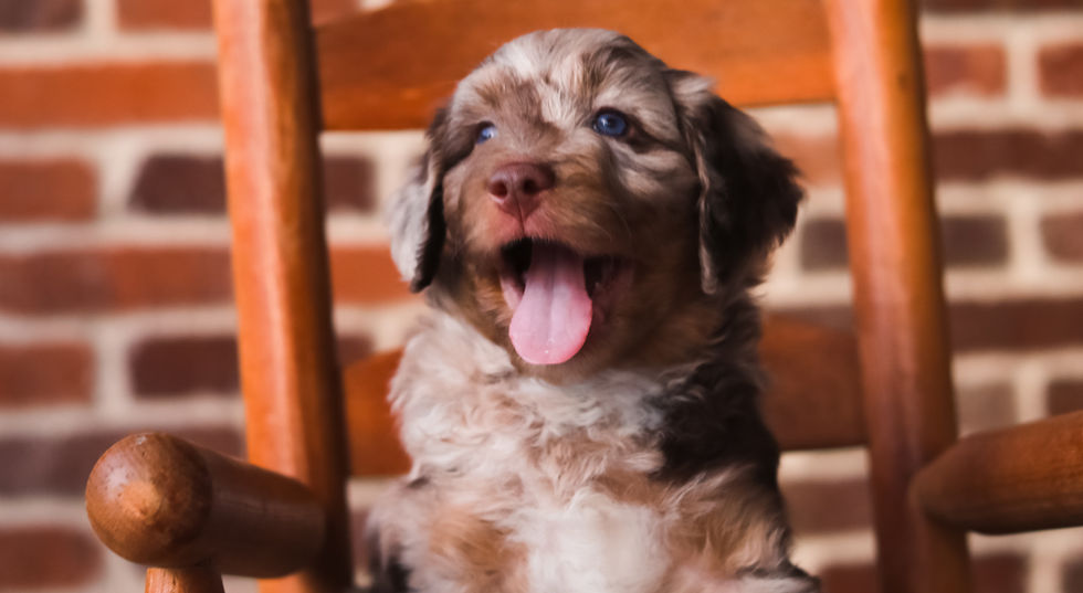 Pups-07.jpg