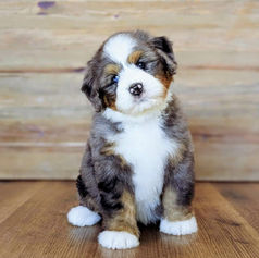 bernedoodle puppies for sale Arizona