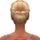 Thumbnail: Crown