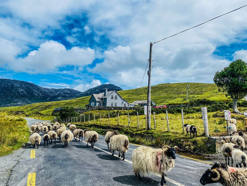 Lungo le strade del parco del Connemara