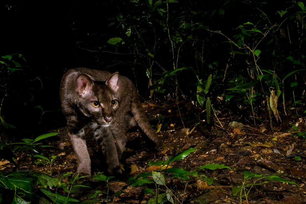 IMG-114985-African-Golden-Cat-Uganda-Seb
