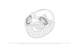 Street Style Slow Cooked Pulled Pork