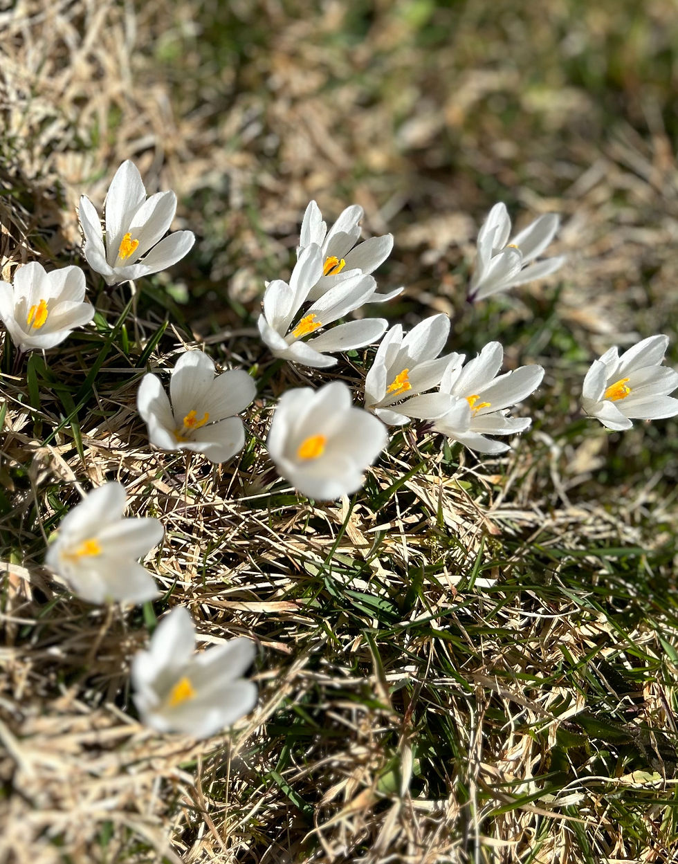Frühlings-Special Wandern - Yoga - ayurvedisches Frühstück