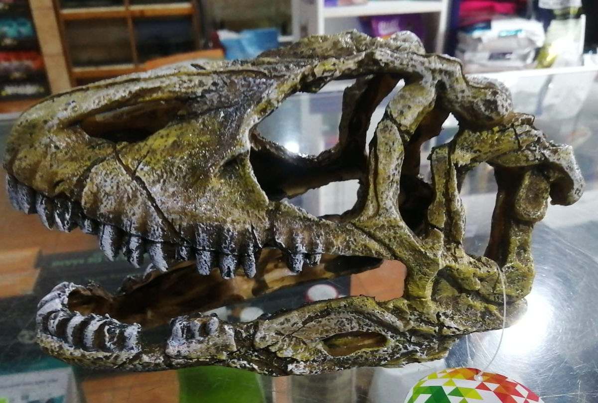 Cabeza de Dinosaurio