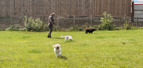 Dogs enjoying a secure Bark Park socialisation session