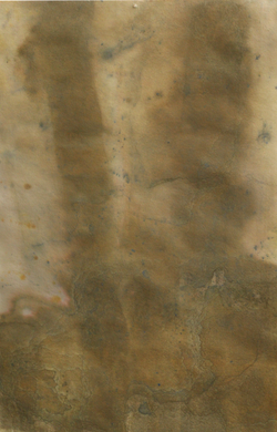 Série Árvore Pau Mulato