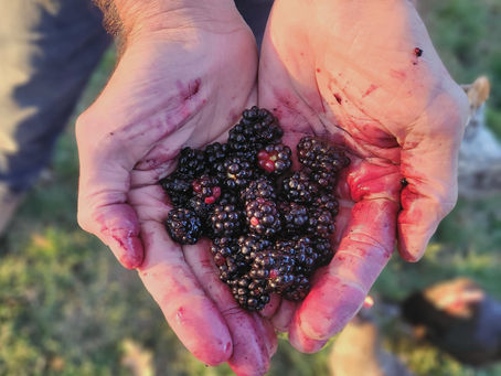 Blackberries and the West Coast, a Love/Hate Story