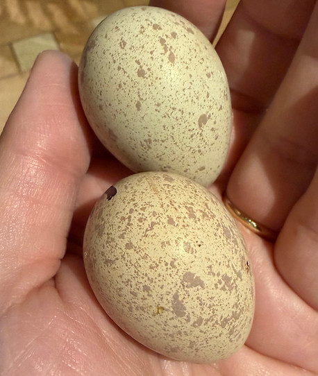 Chukar Eggs.jpeg