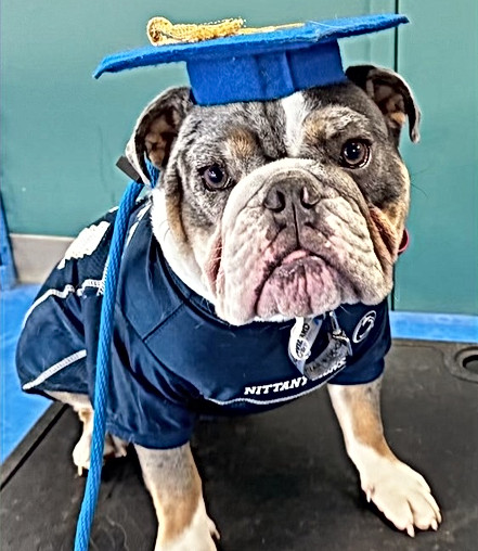 Blue Tri English Bulldog