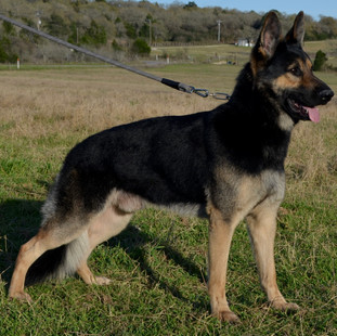 Quindecim at 2 years old