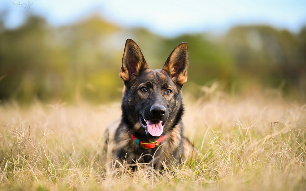 Talla z Hrdinneho Odvahy, at 6 months old