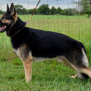 Quindecim at 3 years old