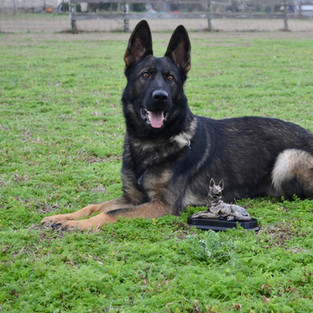 Hades first place at show