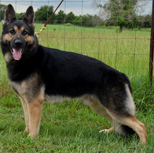 Quindecim at 3 years old