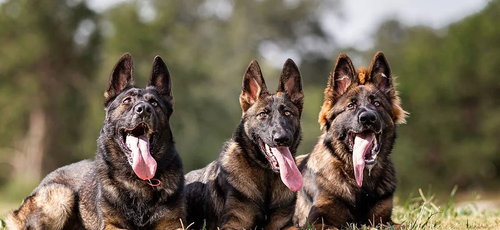 czech working dogs