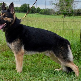 Quindecim at 3 years old