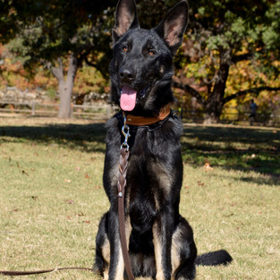 Tuffy 8 months old