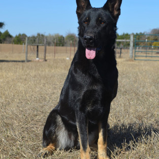 21 Months old