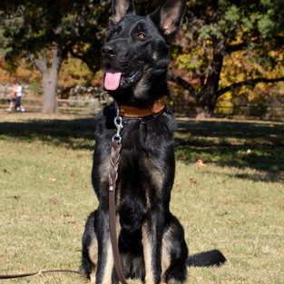 Tuffy 8 months old