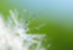 dandelion seeds with drops