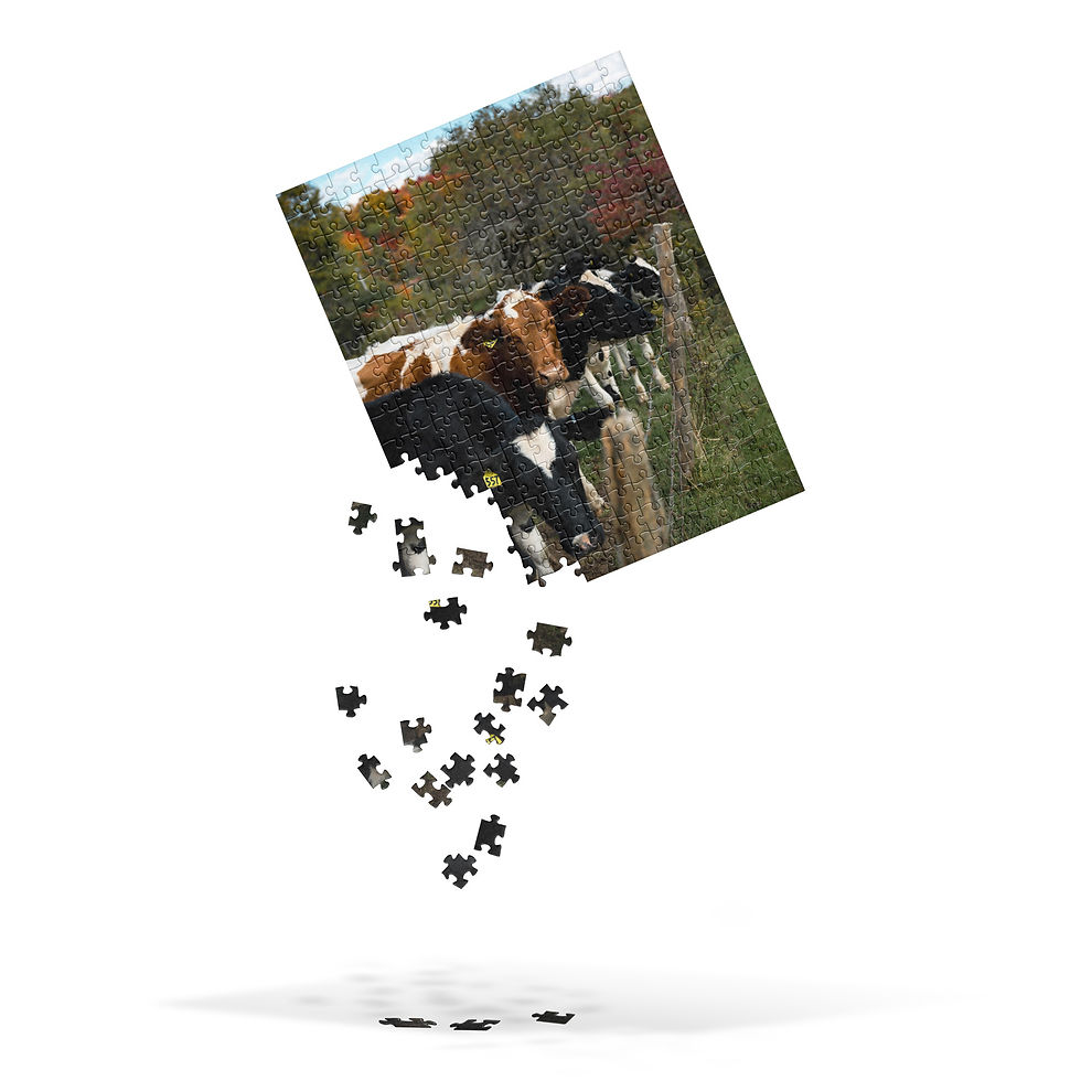 Thumbnail: vermont cows jigsaw puzzle