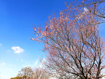 2・3月のレッスンの様子