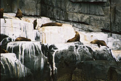 Seal Colony