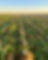 Sugar beet harvest