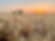 Wheat Agronomist