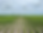 soybeans_edited.png