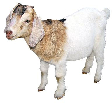 b5f60196c87fcc472e12c10b408202d0--farm-animals-clipart